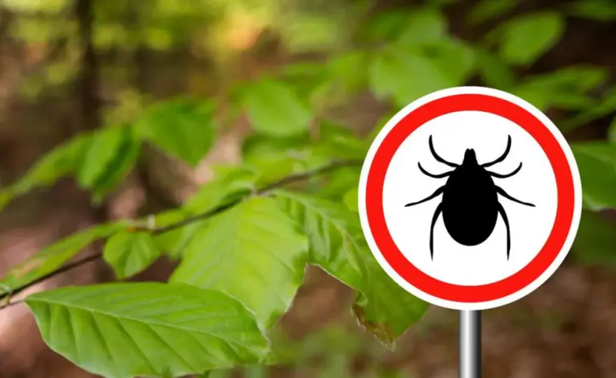 Neuroborelioza - kiedy kleszcz atakuje mózg? Objawy i leczenie