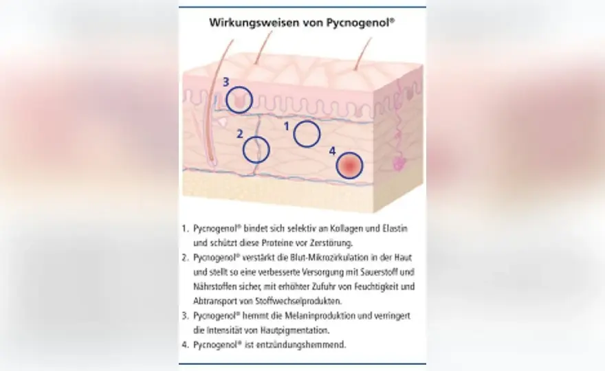 Pycnogenol - wann der Extrakt wirklich hilft