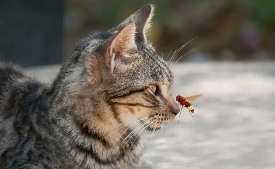 Wespenstich bei Katzen - Erste Hilfe und wann es zum Notfall wird