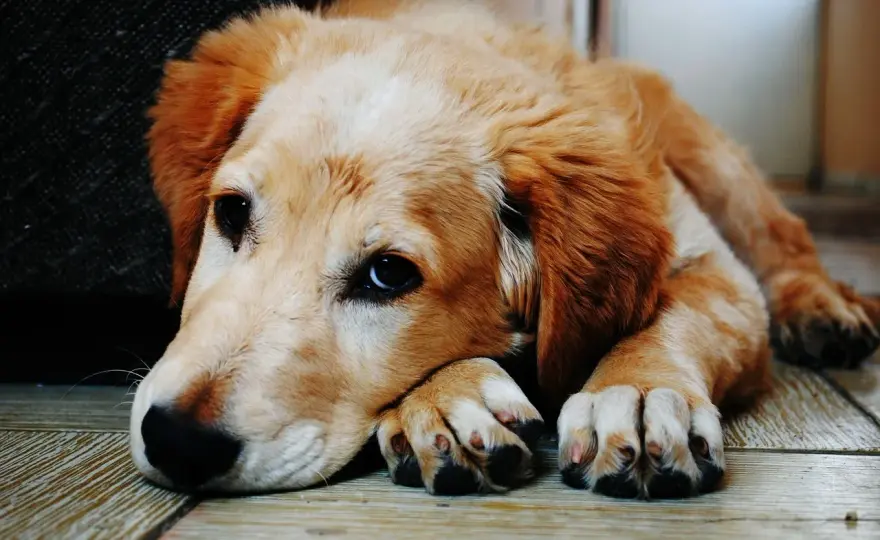 ¿Puede morir un perro de un ataque epiléptico? La verdad