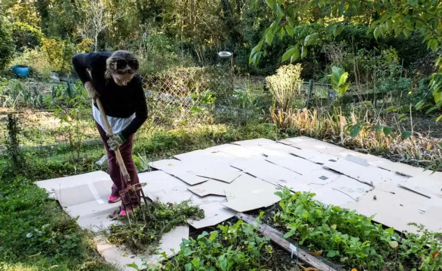 Karton im Garten - Sinnvoll oder Unsinn? Die Wahrheit!