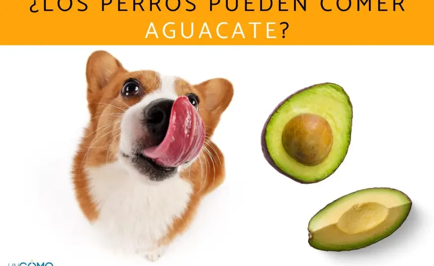 ¿Perros y aguacate? Lo que debes saber para evitar riesgos