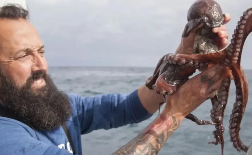 Veda del pulpo en Galicia - fechas, cupos y reglas clave