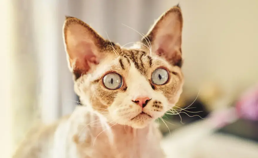 Devon Rex bez rodowodu? Poznaj ryzyko i ukryte koszty!