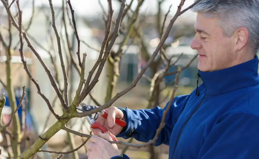 Feigen schneiden - so bleibt der Baum fruchtbar