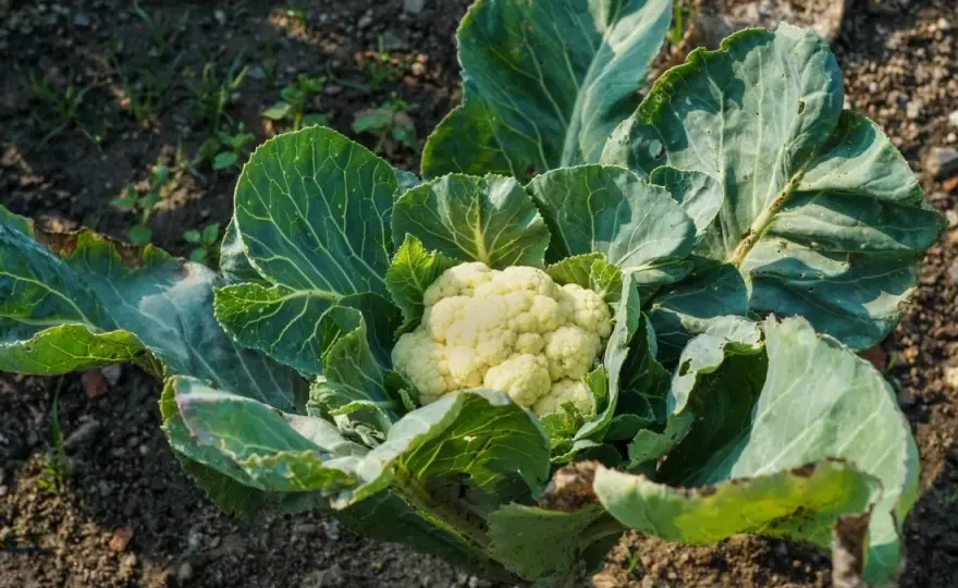 Kiedy kalafior do gruntu? Kluczowe terminy sadzenia i porady