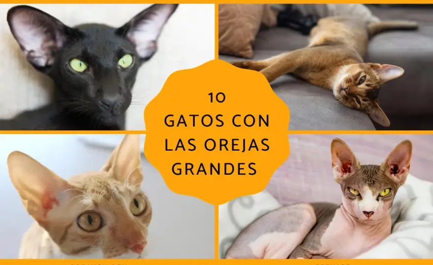 Gatos de orejas grandes - ¿Normalidad o señal de alarma?