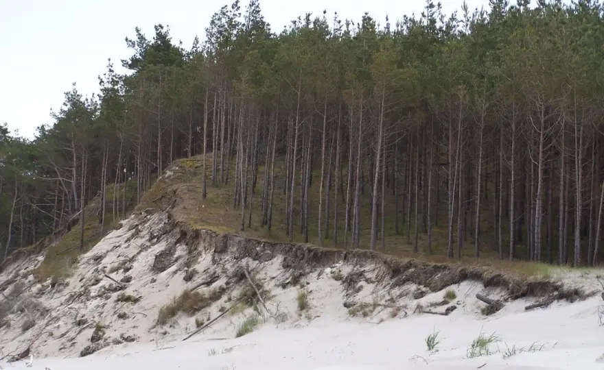 Rezerwat Widowo - spokojny spacer po wydmach i nadmorskim lesie
