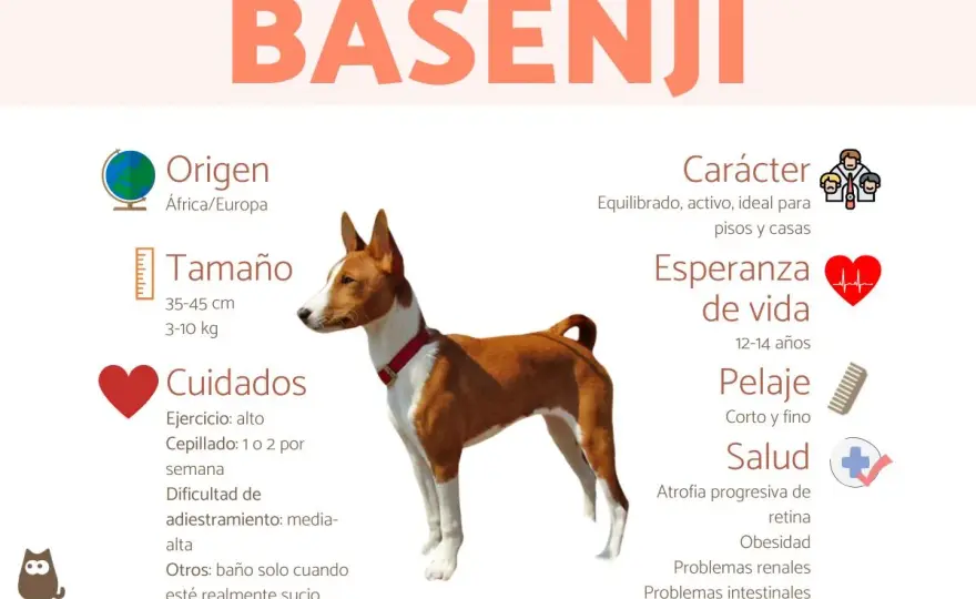 Carácter del Basenji - ¿Es el perro ideal para ti?