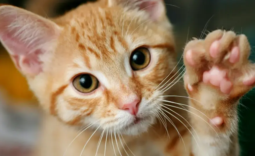 ¿Cuántos dedos tiene un gato? La verdad te sorprenderá
