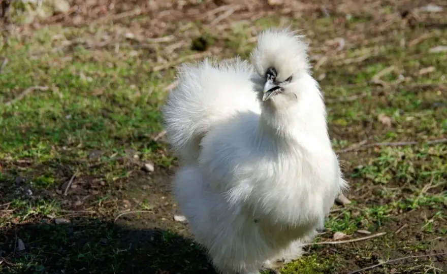 Poule de soie - Élevage réussi - Évitez l'erreur clé