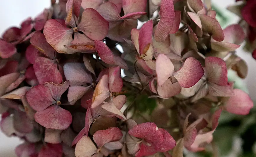 Comment faire sécher des hortensias et garder leurs couleurs