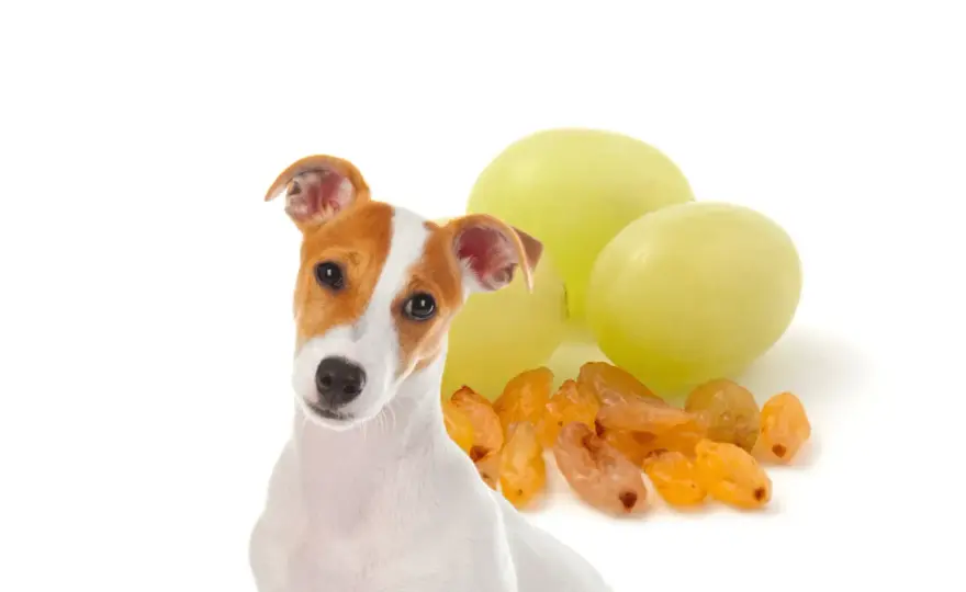 Rosinenvergiftung beim Hund - was du sofort tun musst