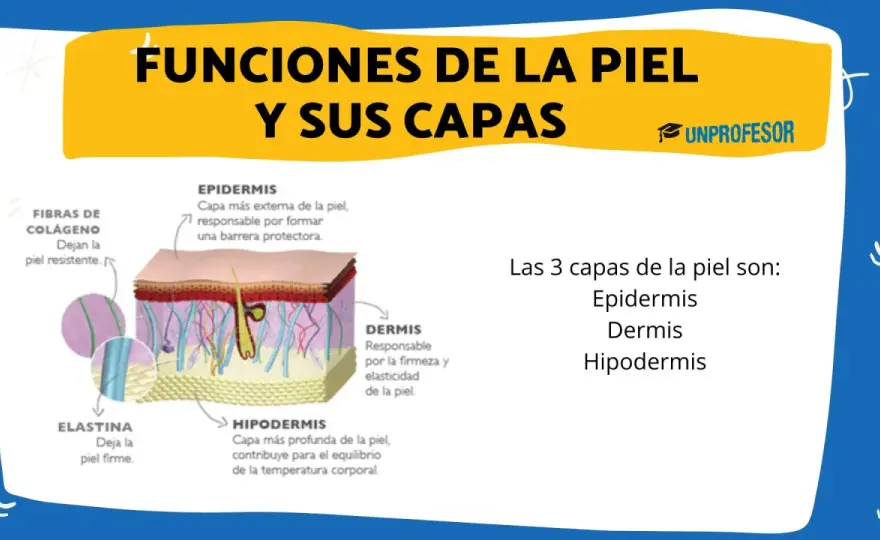 Capas de la piel - ¿Por qué importan y cómo cuidarlas?