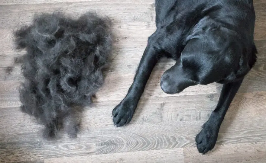 Muta del cane - Quanto dura davvero?