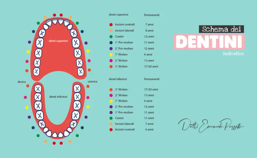 A che età crescono i molari? Guida a denti da latte e permanenti