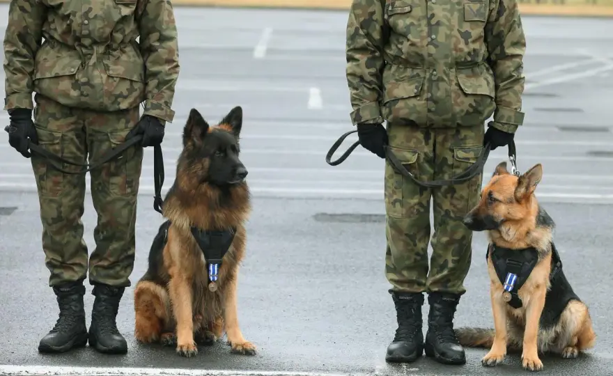 Pet na pagonie - Co oznacza? Rozpoznaj stopnie w Wojsku Polskim