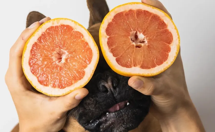 Can Dogs Eat Grapefruit? Why It's Risky & Safer Fruit Swaps
