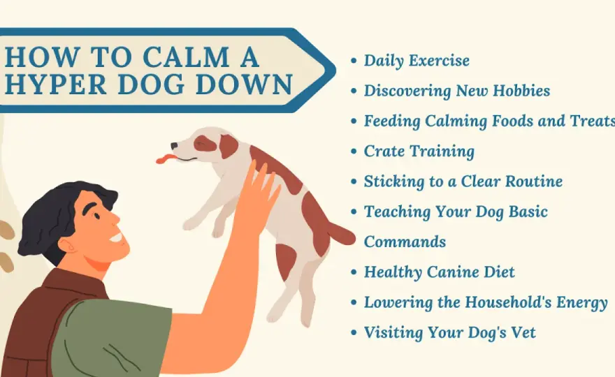 How to Calm a Dog Down Instantly - Fast Relief Guide