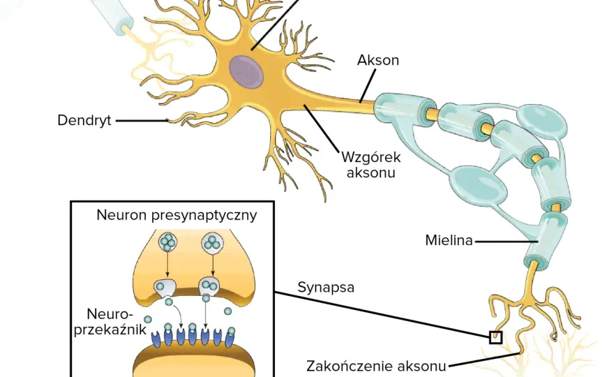 Budowa neuronu - jak działa komórka nerwowa i jak uniknąć błędów?