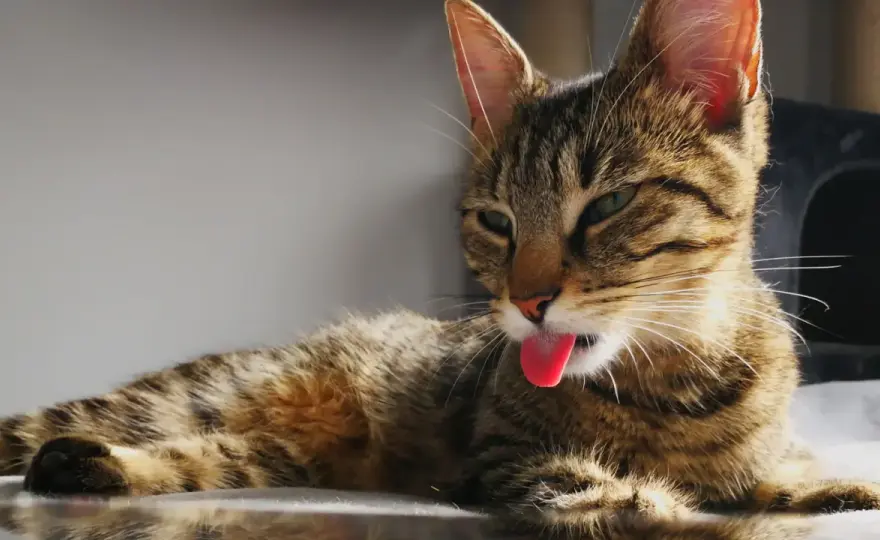 Cat Burping - When to Worry & What to Do