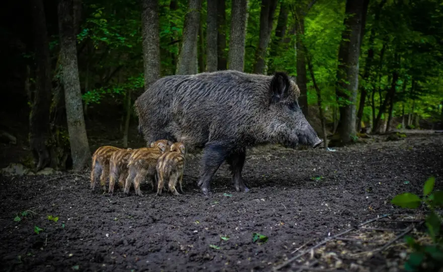 Waga dzika - ile waży leśny gigant? Czynniki i rekordy