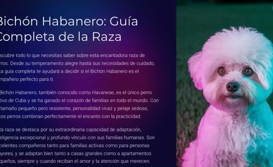 Bichón Habanero - Guía completa: ¿Es el perro ideal para ti?