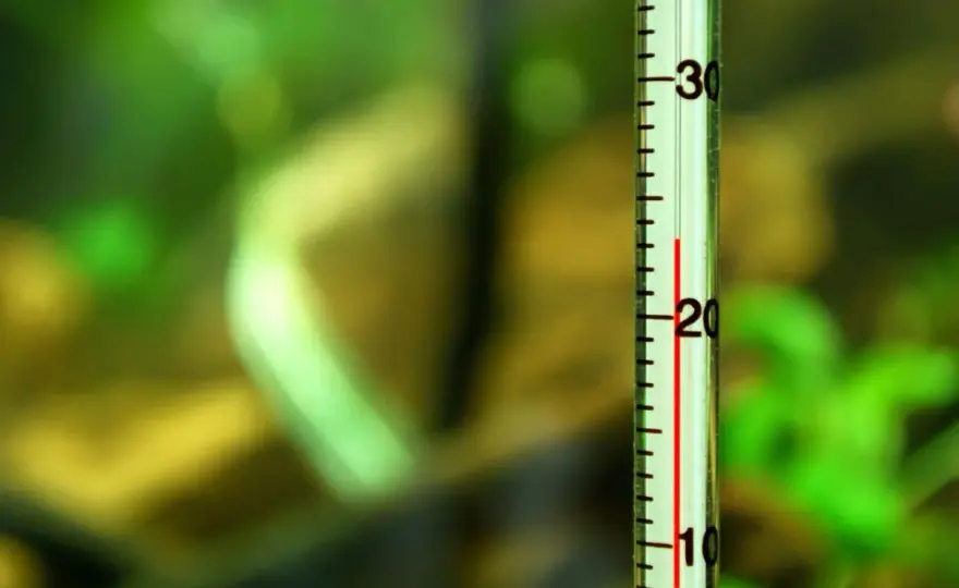 Ile stopni w akwarium? Kluczowe temperatury dla zdrowych ryb