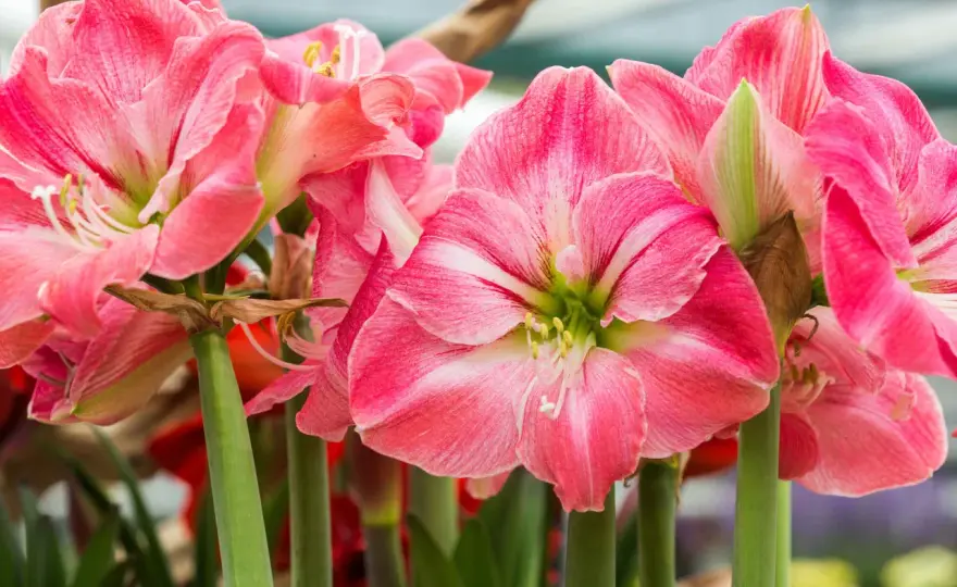 Amaryllis - Quando fiorisce e come averla sempre fiorita