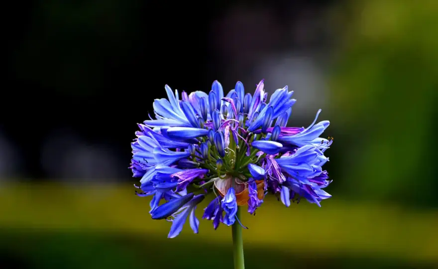 Agapanthe - Pourquoi elle ne fleurit pas ? Nos solutions