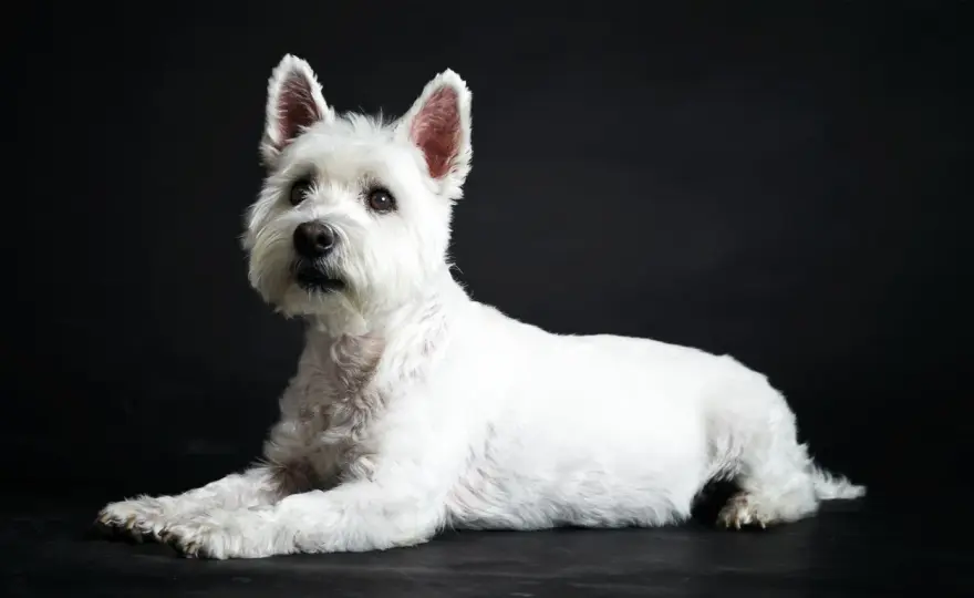 Westie - mały terier z charakterem? Poznaj jego sekrety!