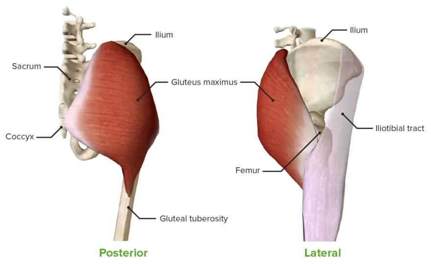 Musculatura de la Cadera - Anatomía, Función y Prevención