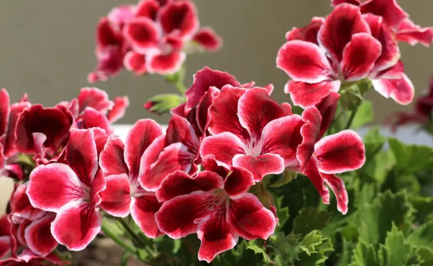 Pelargonia królewska - uprawa i zimowanie. Kwitnij jak nigdy!