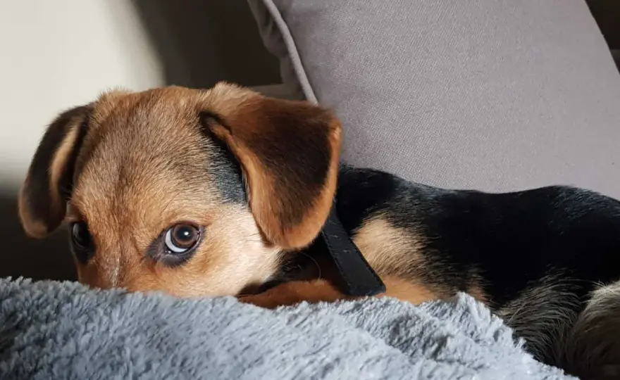 Mon chien gratte le tapis - Comprendre et agir