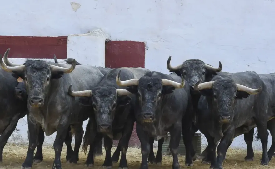 Adolfo Martín: Encaste Albaserrada y el toro que exige verdad