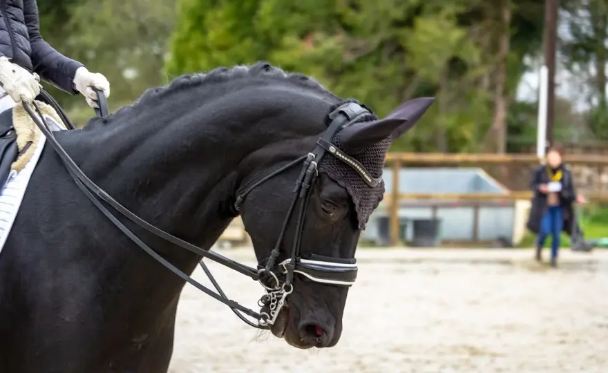 Galop 7 Dressage - Maîtrisez les clés de la réussite
