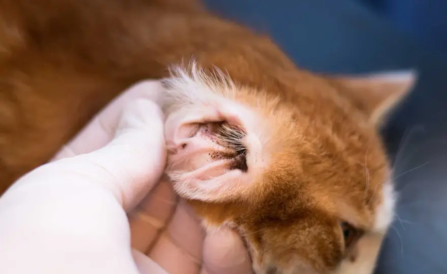 Ohrmilben bei Katzen - so erkennst du sie und handelst richtig