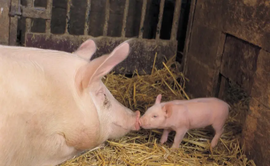 Durée de vie d'un porc - Ce qui compte vraiment en élevage