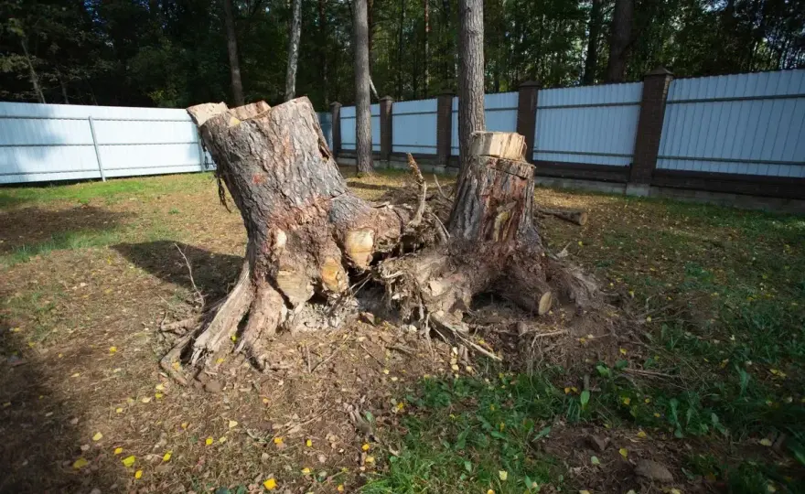 Wycinka drzew bez zezwolenia - uniknij kar. Sprawdź, jak to zrobić!