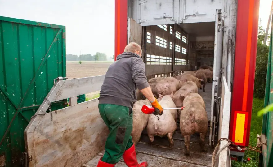 Ceny świń w Polsce - Jak czytać notowania i zarobić więcej?