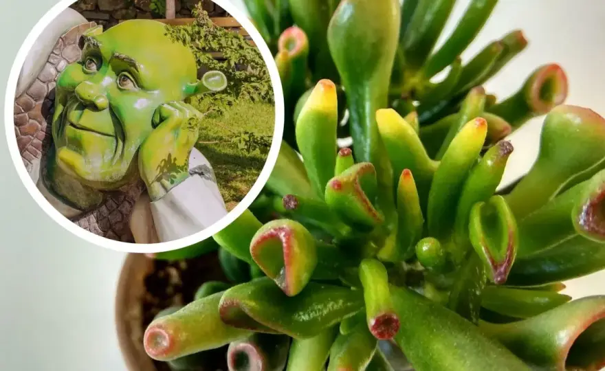 Crassula 'Gollum' - Jak dbać o uszy Shreka? Poradnik