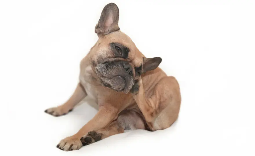 Alergias en perros - Cómo identificarlas y tratarlas eficazmente