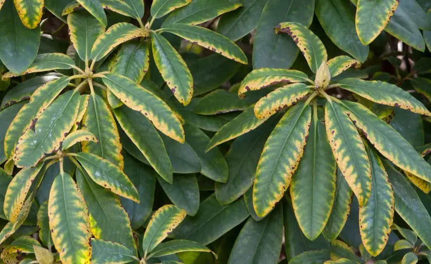 Rhododendron aux feuilles jaunes - causes et solutions