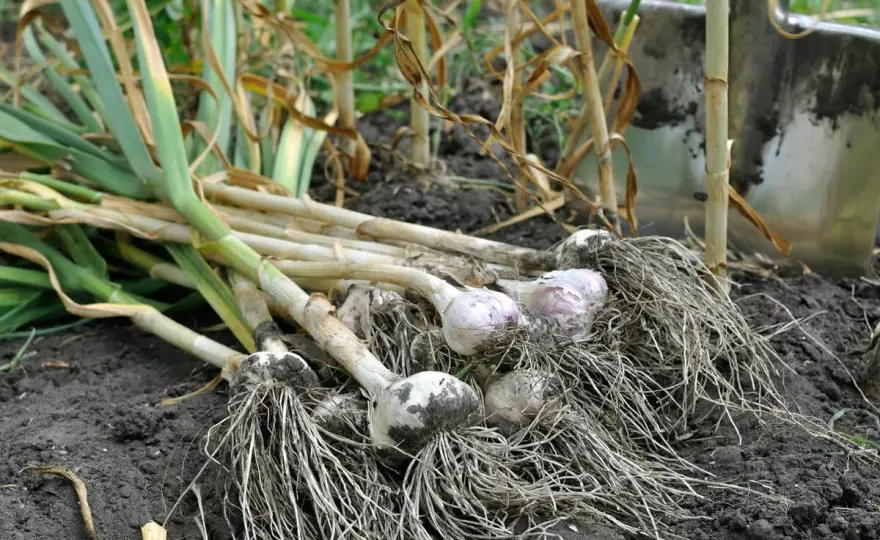 Knoblauch ernten - so erkennst du den richtigen Zeitpunkt