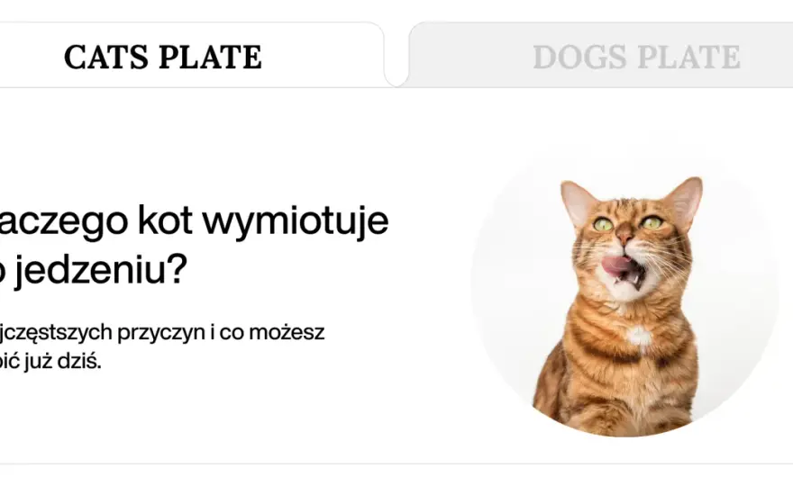 Kot wymiotuje niestrawionym jedzeniem - Co robić?