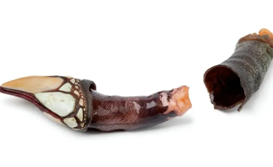 Percebes sin arruinarlos - guía para elegirlos y cocerlos