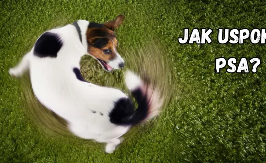 BAT dla psa reaktywnego - Jak uczyć spokoju?