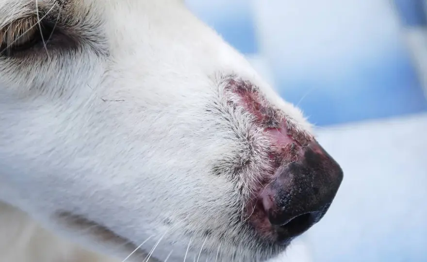 Autoimmunerkrankungen beim Hund richtig erkennen und behandeln