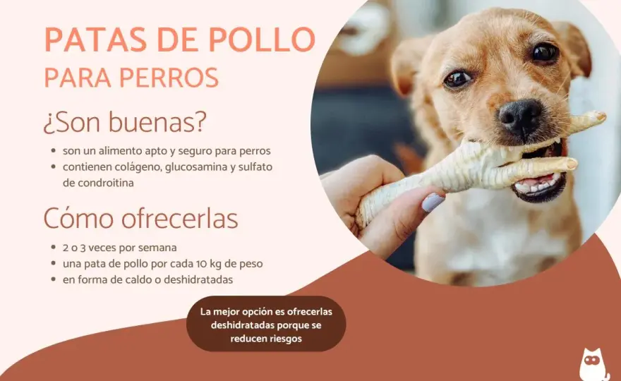 Patas de pollo para perros - ¿Beneficio o riesgo? Guía completa