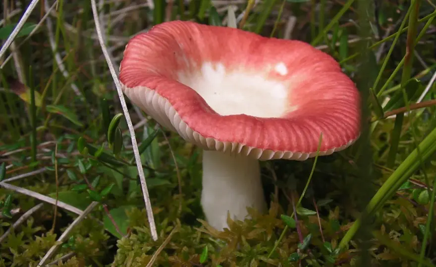 Gołąbek wymiotny - Cechy, właściwości, zastosowanie